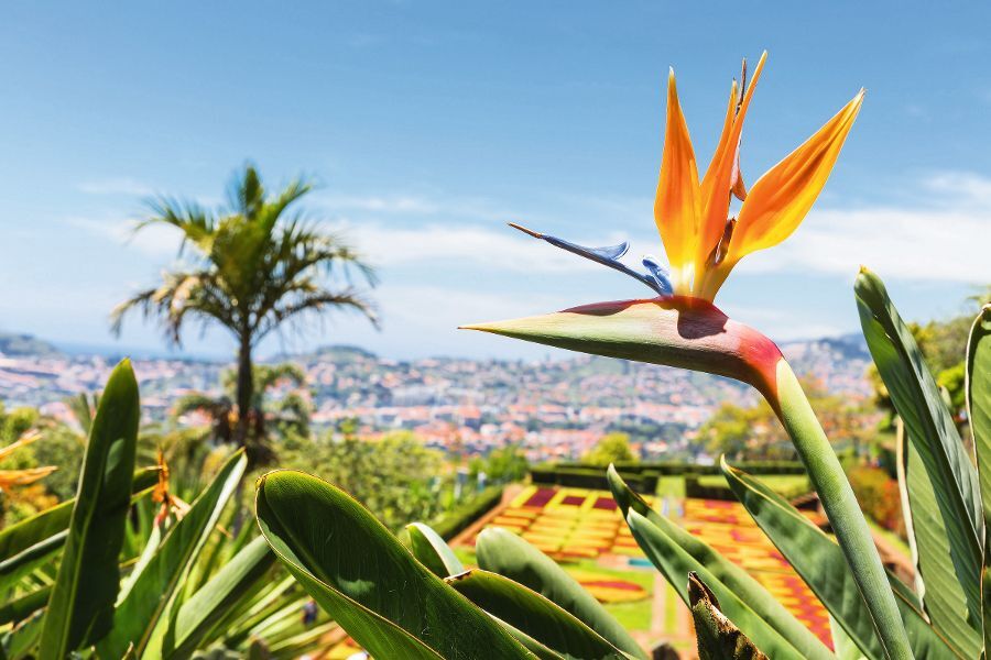 Madeira