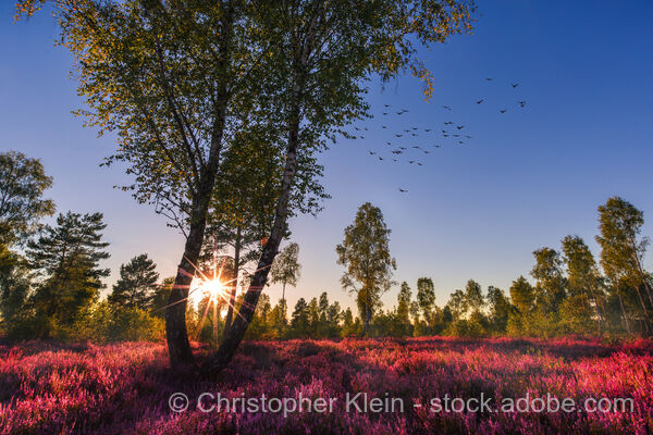 Lüneburg Heath Intensive