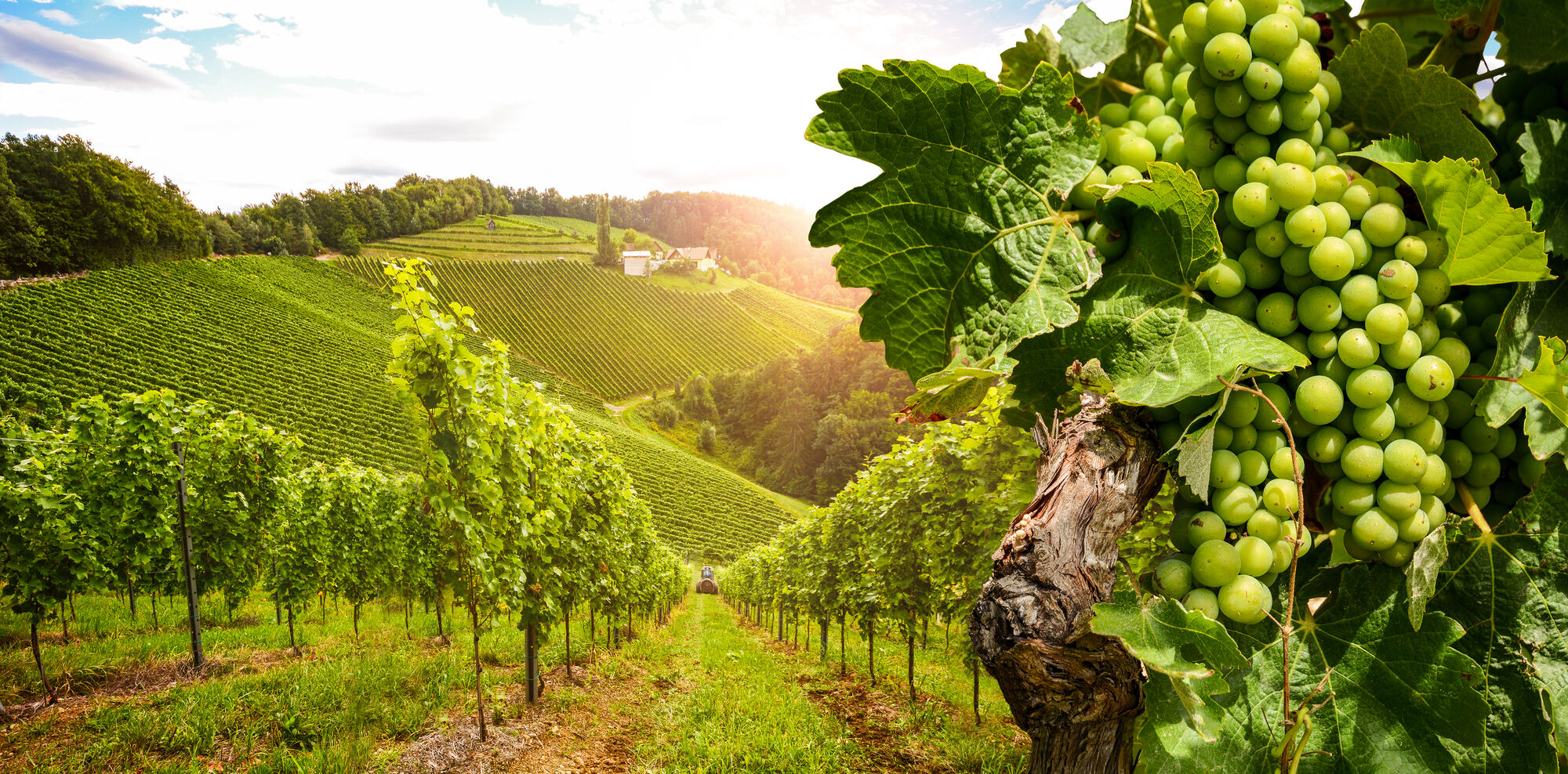 Weinherbst in der Wachau