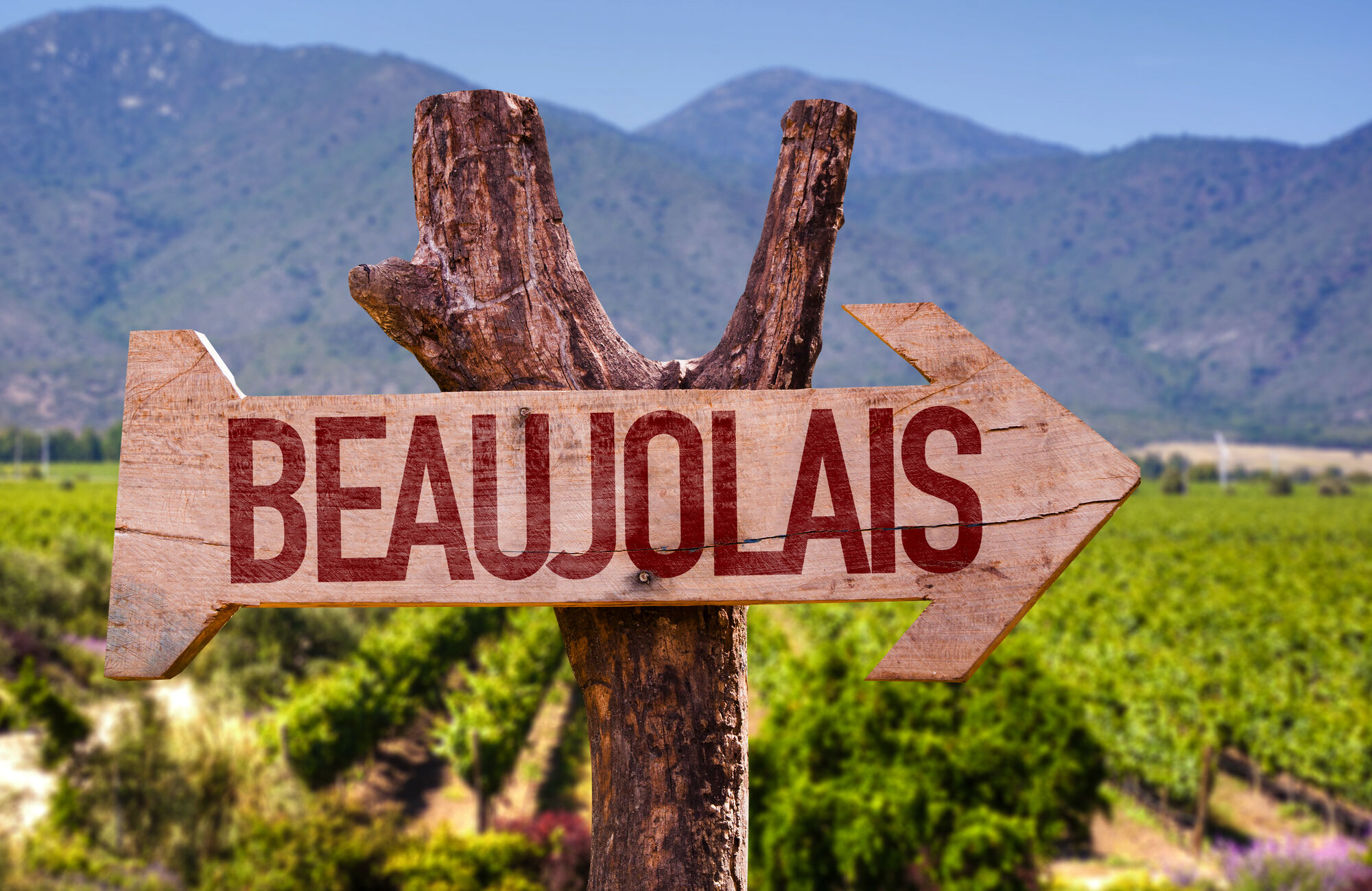 Beaujolais Fest