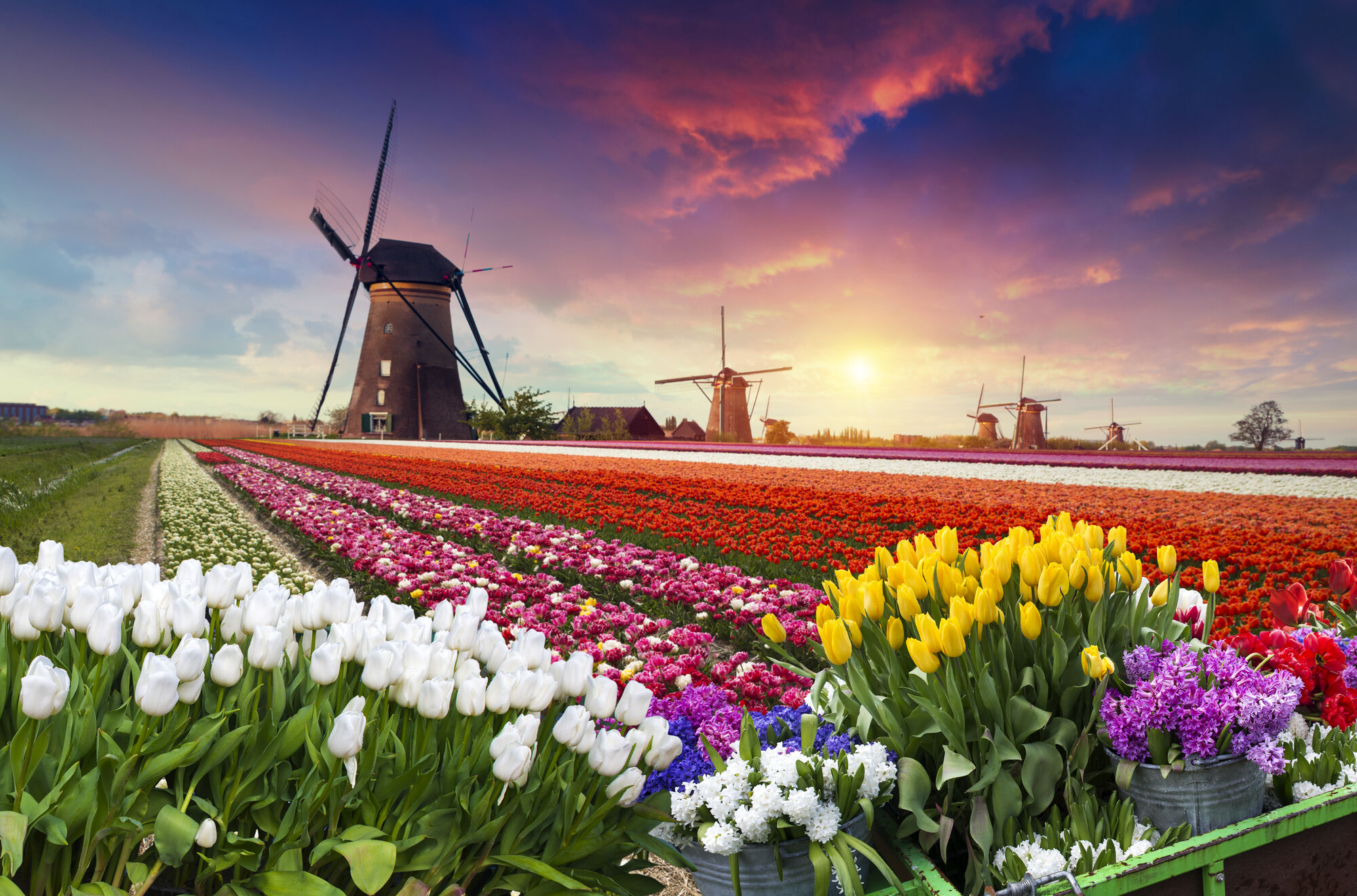 Keukenhof