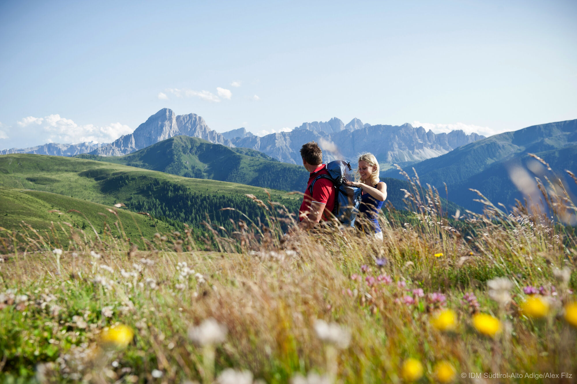 To the Almblüte in the Dolomites