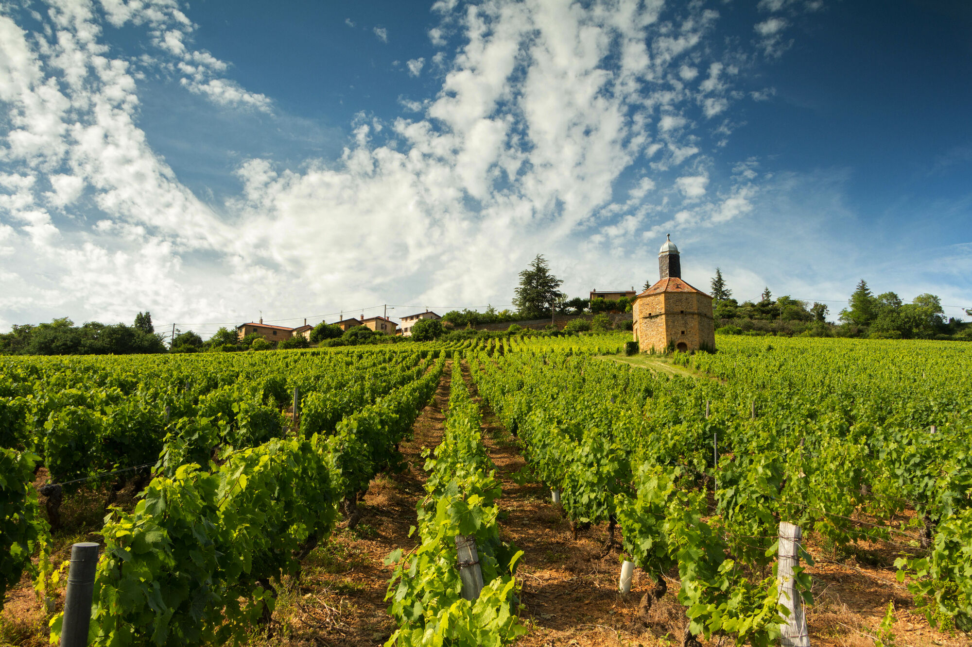 Beaujolais Fest