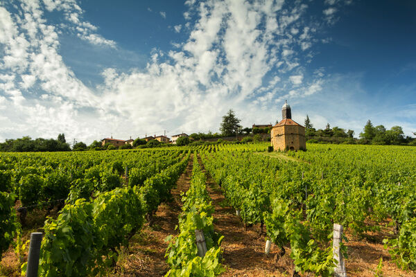 Beaujolais Festival