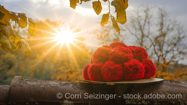 Vacation in the Black Forest