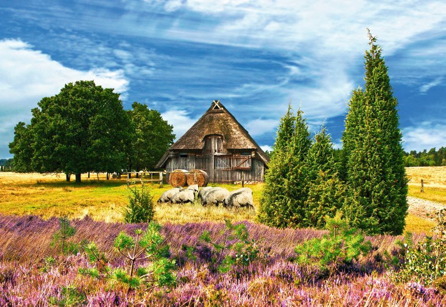 Lüneburger Heide - Heideblütenfest
