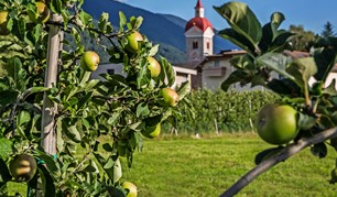 Apfelblüte und königliches Festival in Südtirol