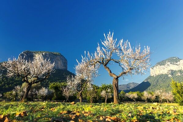 Mallorca (Bus trip)
