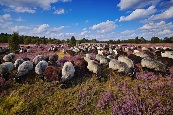 Lüneburger Heide - Heideblütenfest