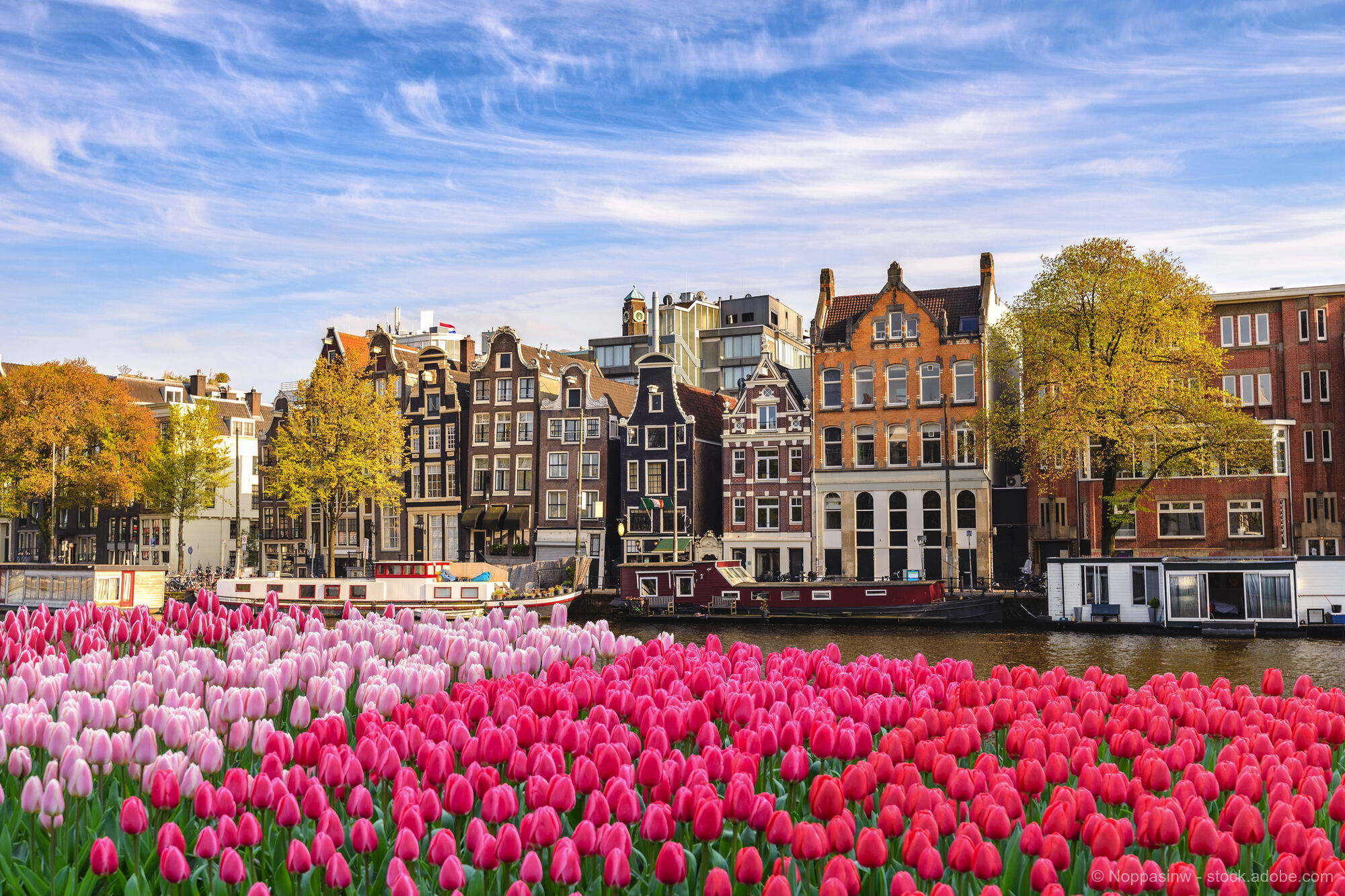 Sea of Tulips and Canal Flair