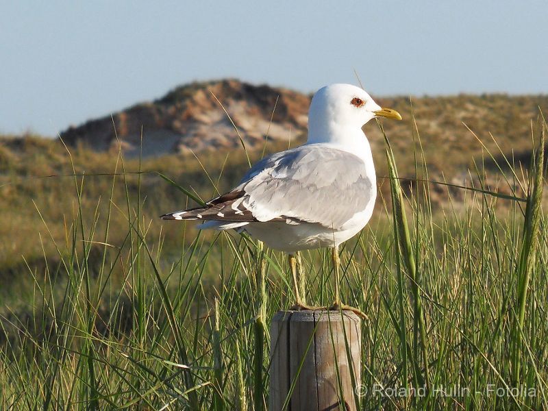 Nordfriesland's Island World on Foot