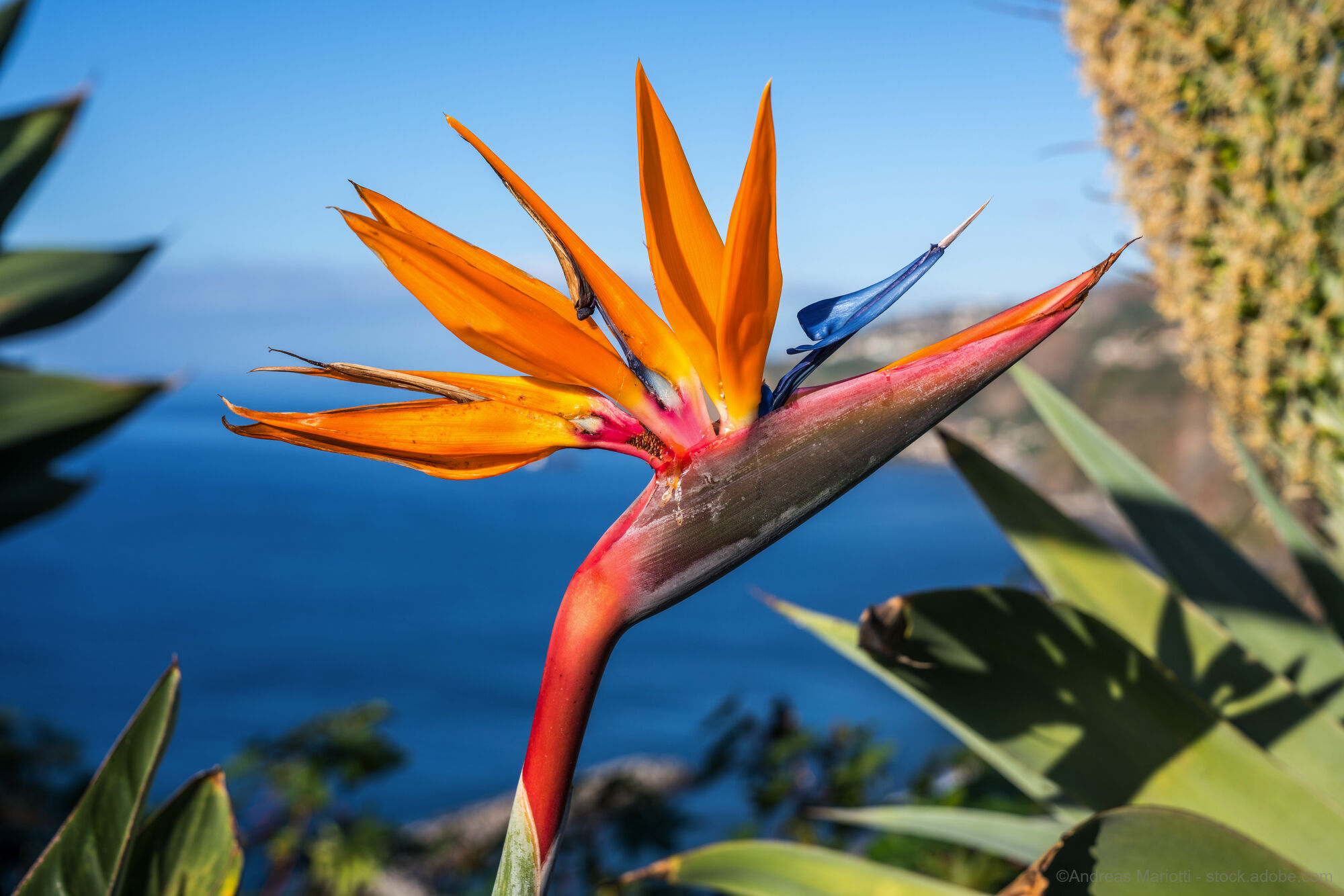 Madeira