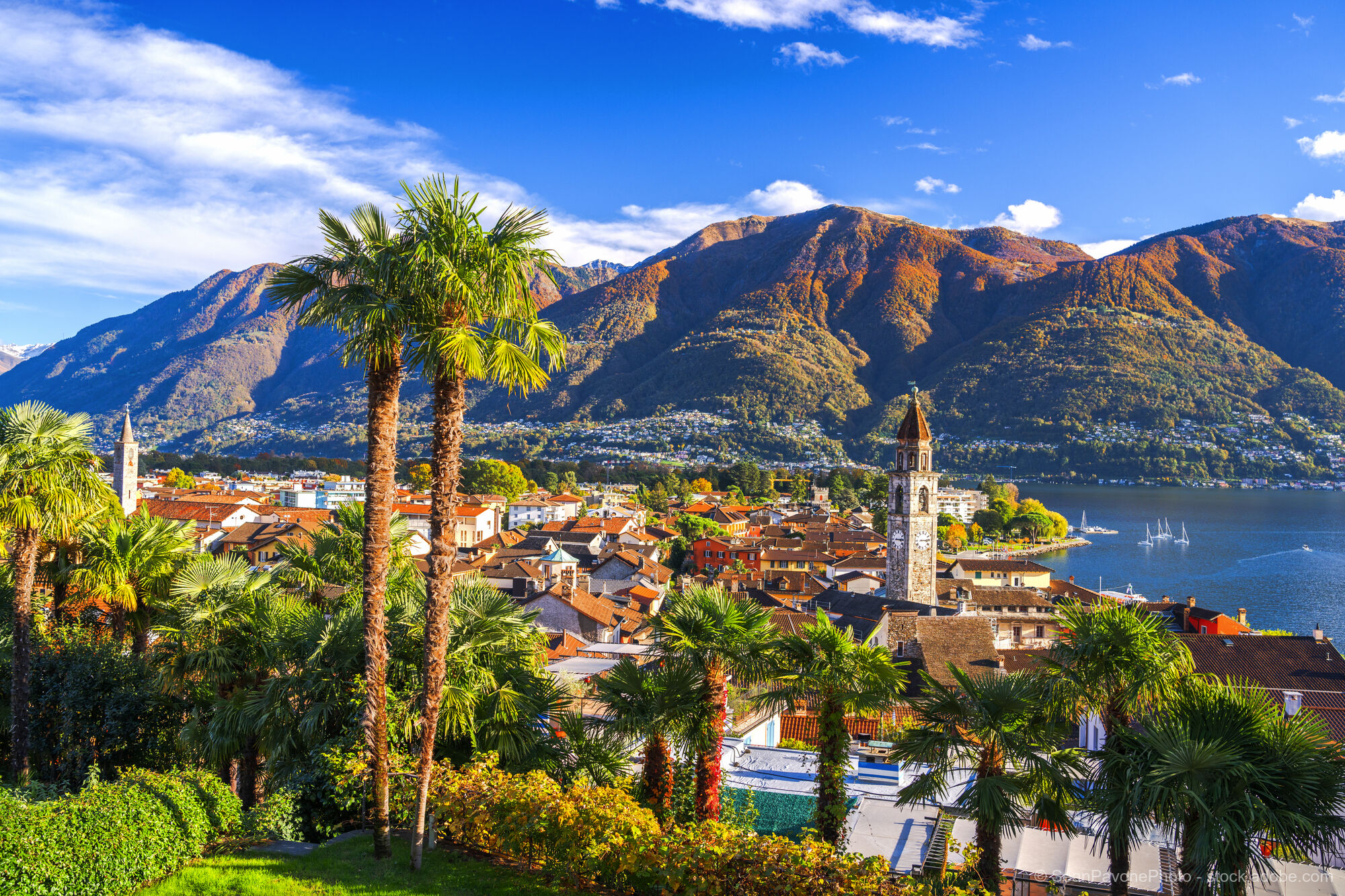 Camellia Blossom at Lake Maggiore