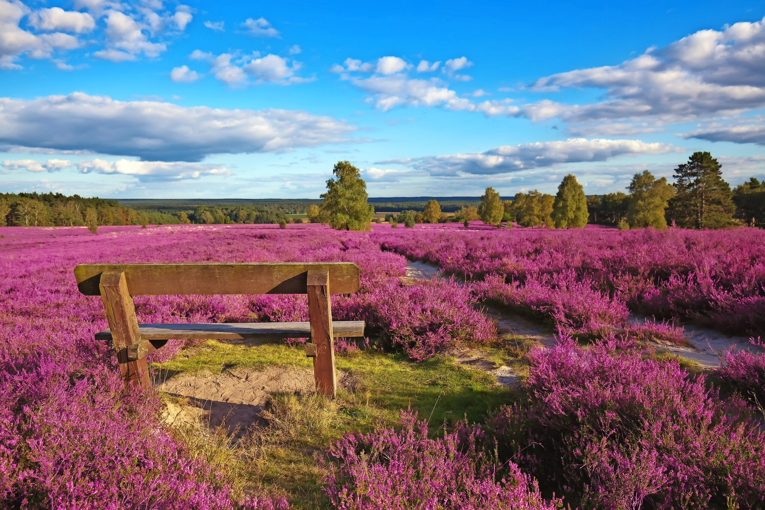 Lüneburger Heide - Heideblütenfest