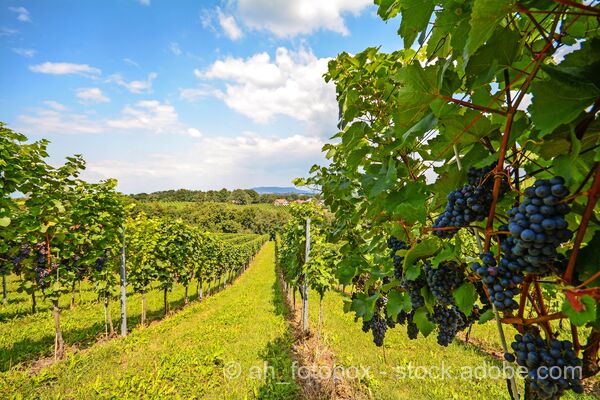 Cycling in the Wachau