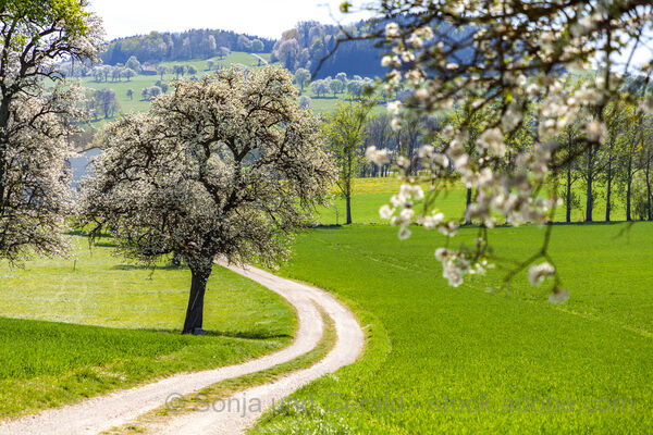 Cycling Delight in Dirndltal