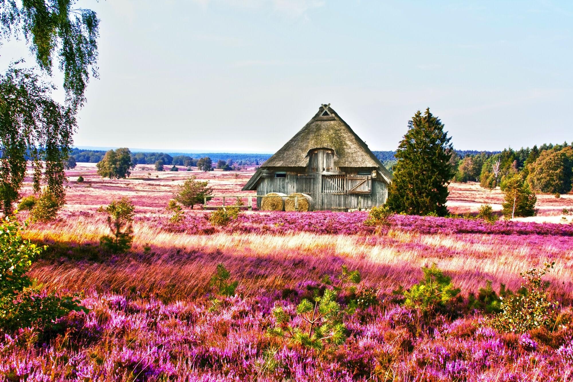Lüneburger Heide - Heideblütenfest