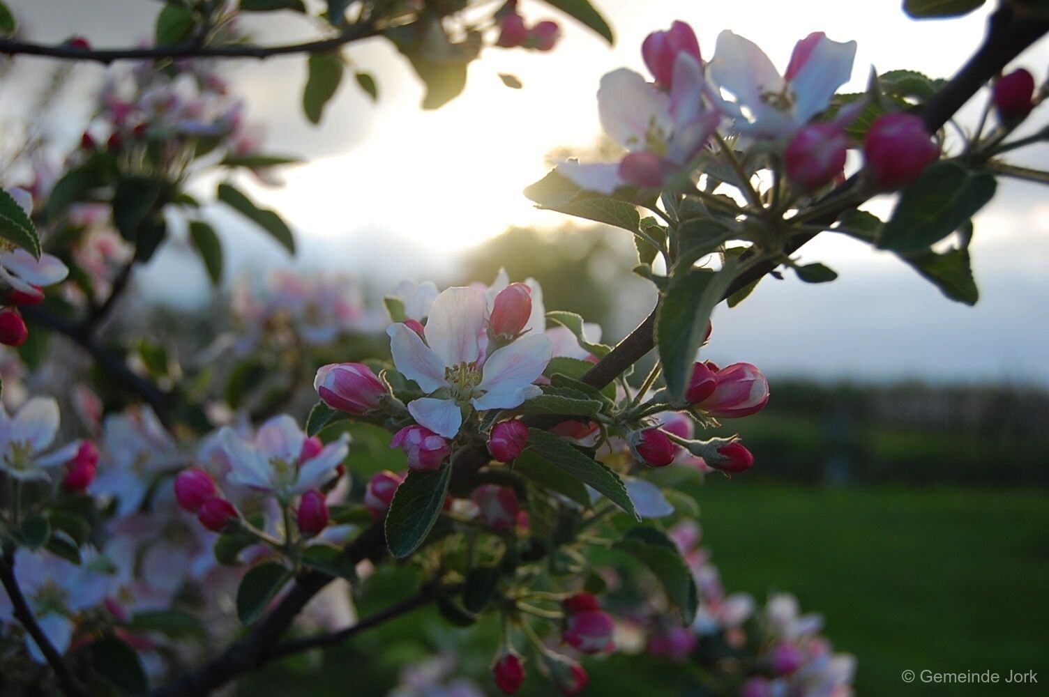 Spring in the Old Land