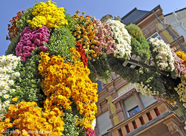 Bunter Chrysanthemenzauber in Lahr
