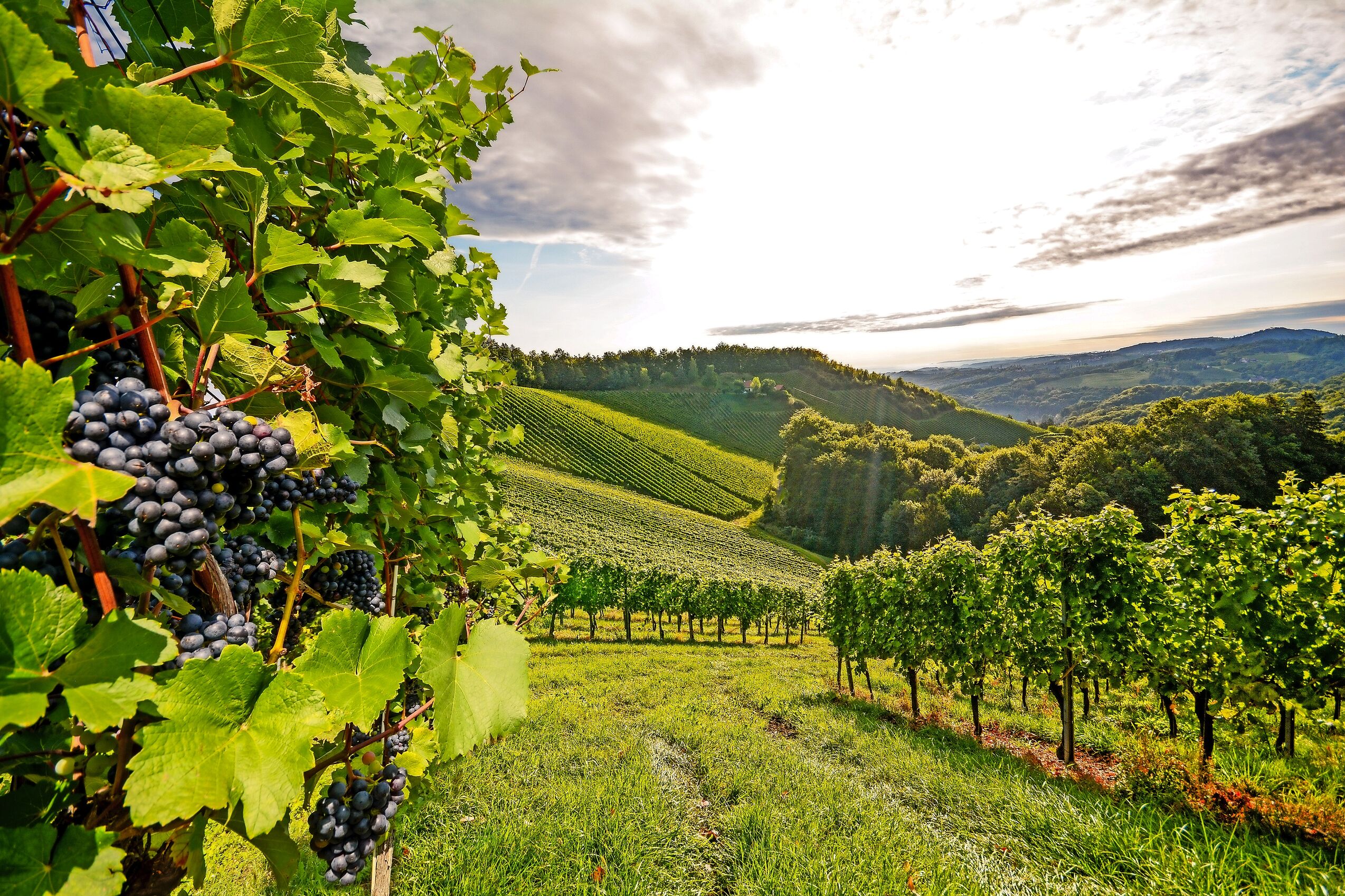 Weinherbst in der Wachau