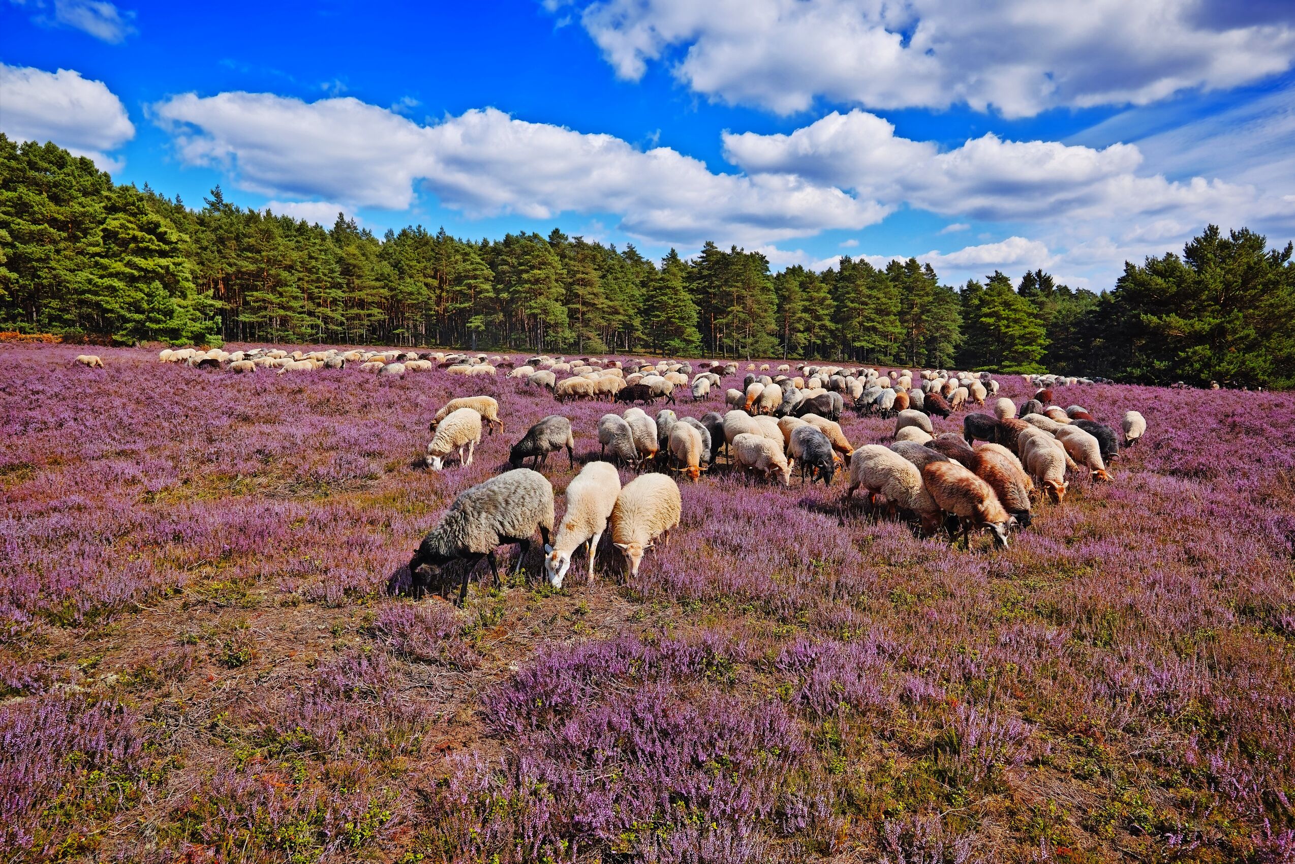 Lüneburger Heide - Heideblütenfest