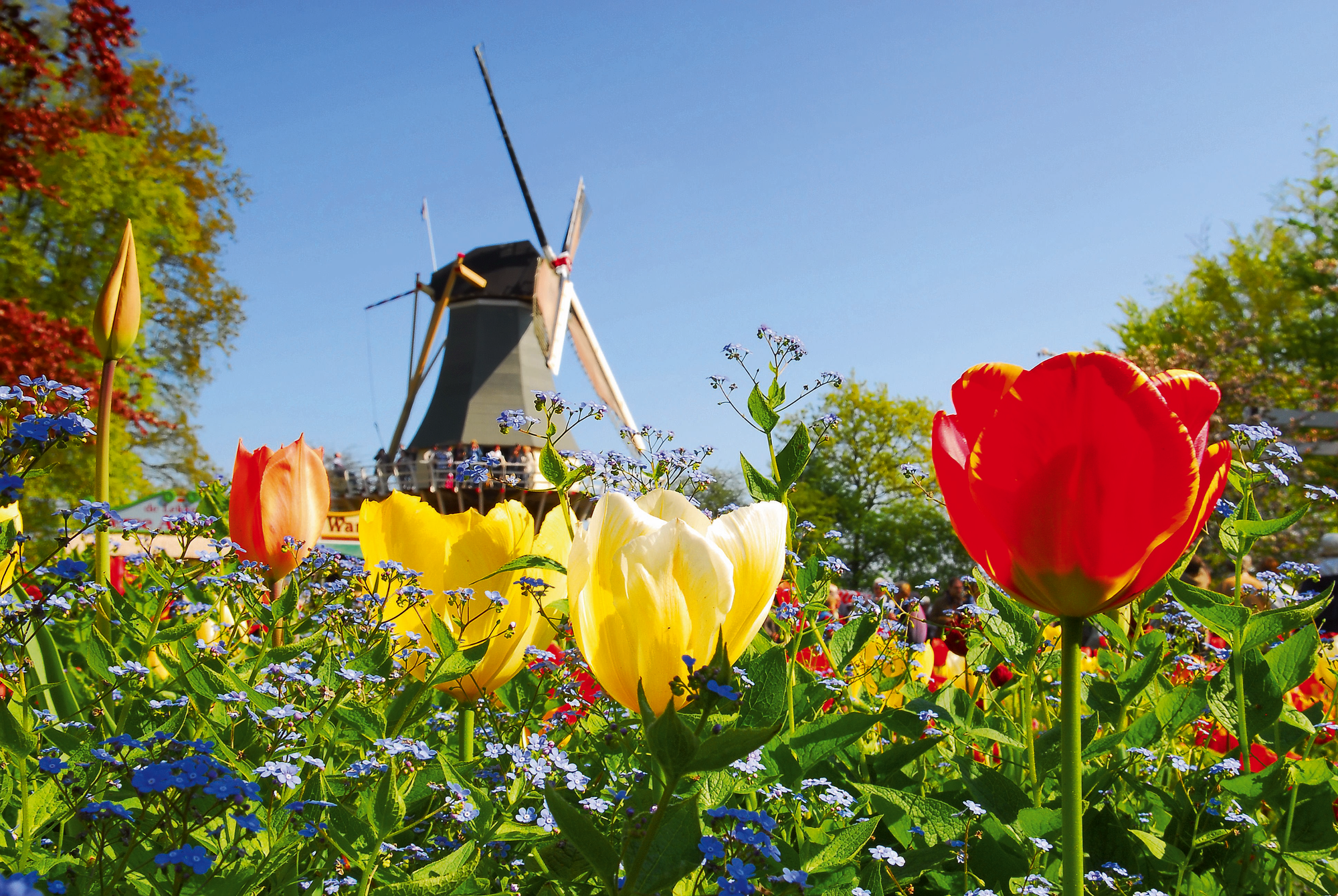 Sea of Tulips and Canal Flair
