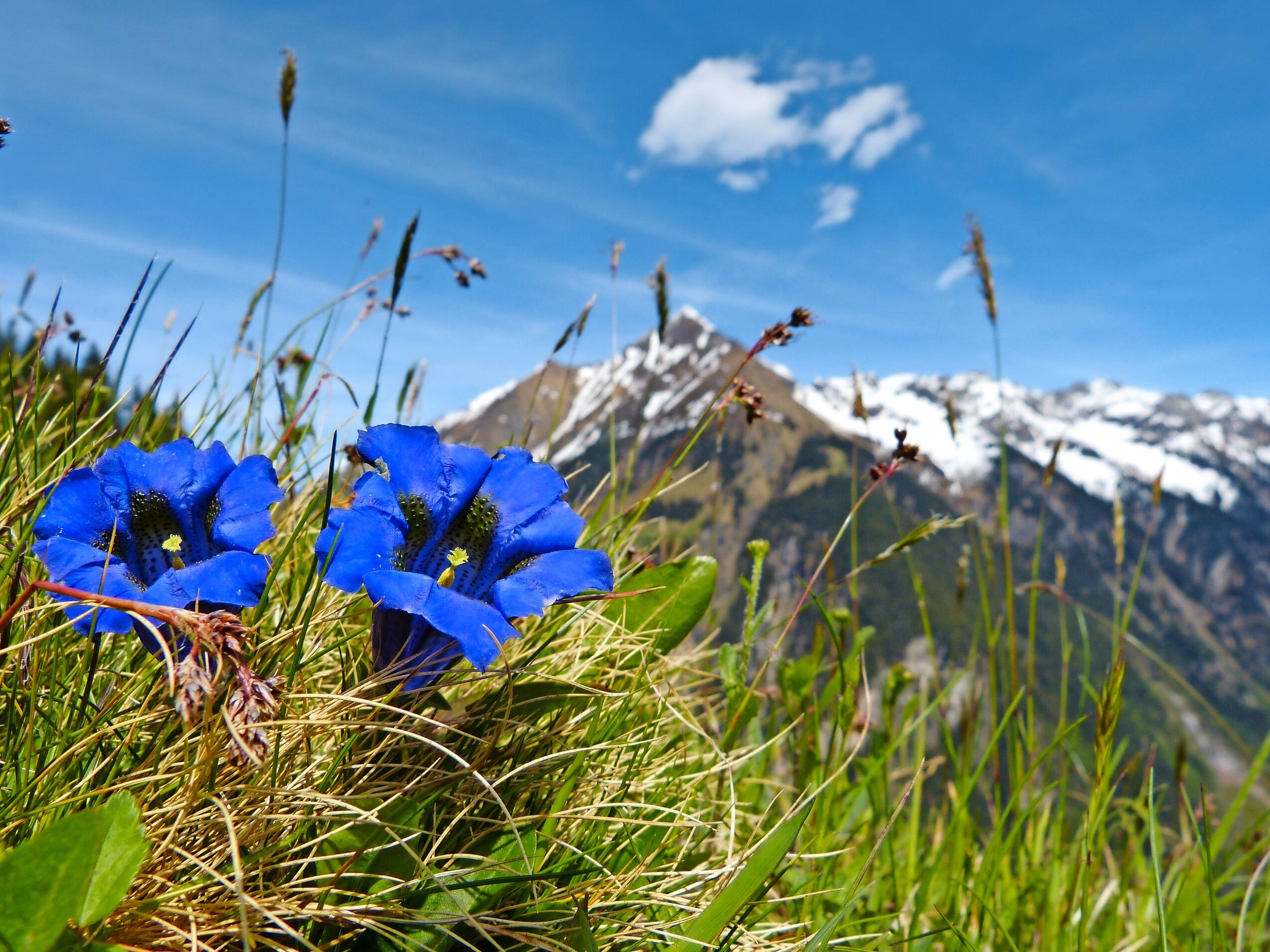 Zillertal - Tiroler Land grandios!