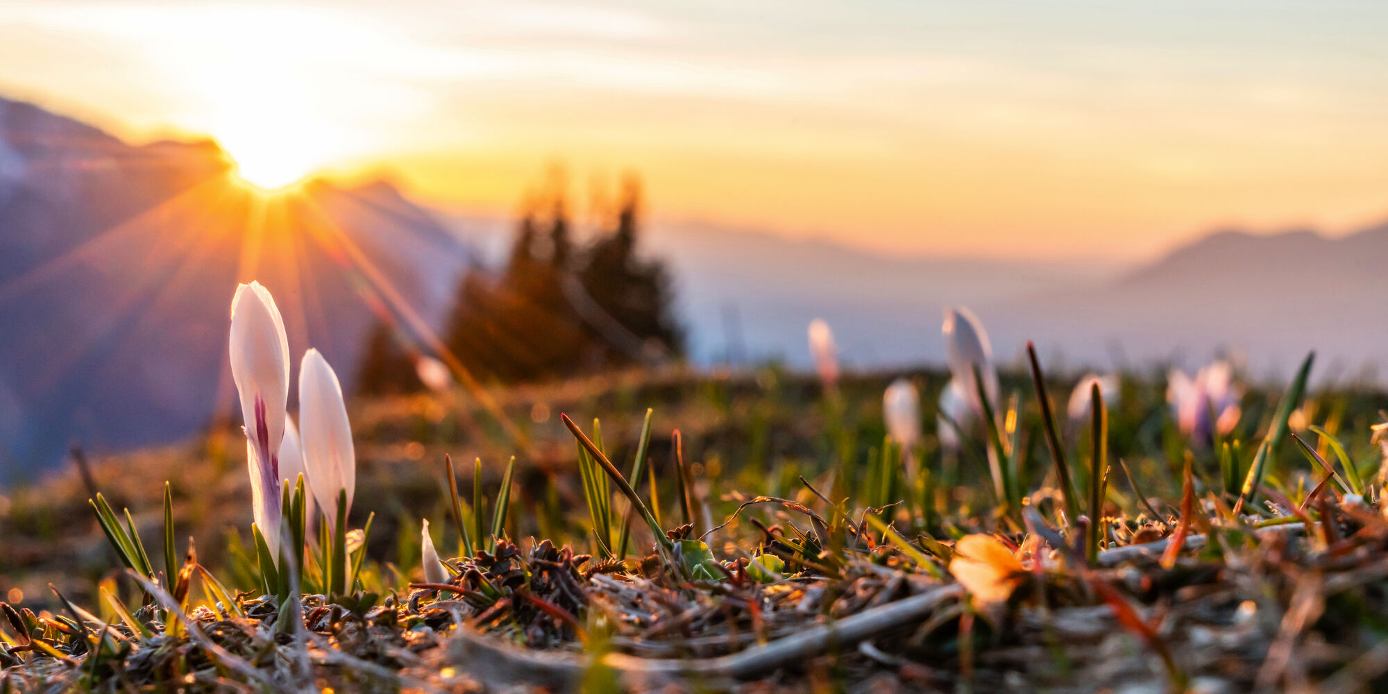 Mandel- und Krokusblüte im Schwarzwald