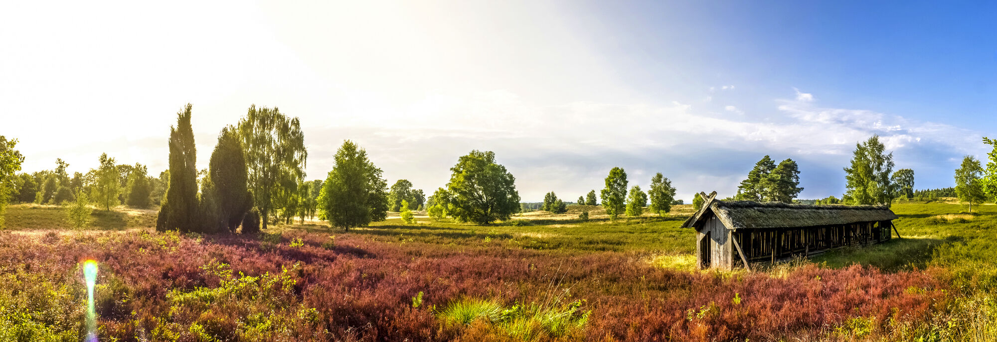 Lüneburger Heide - Heideblütenfest