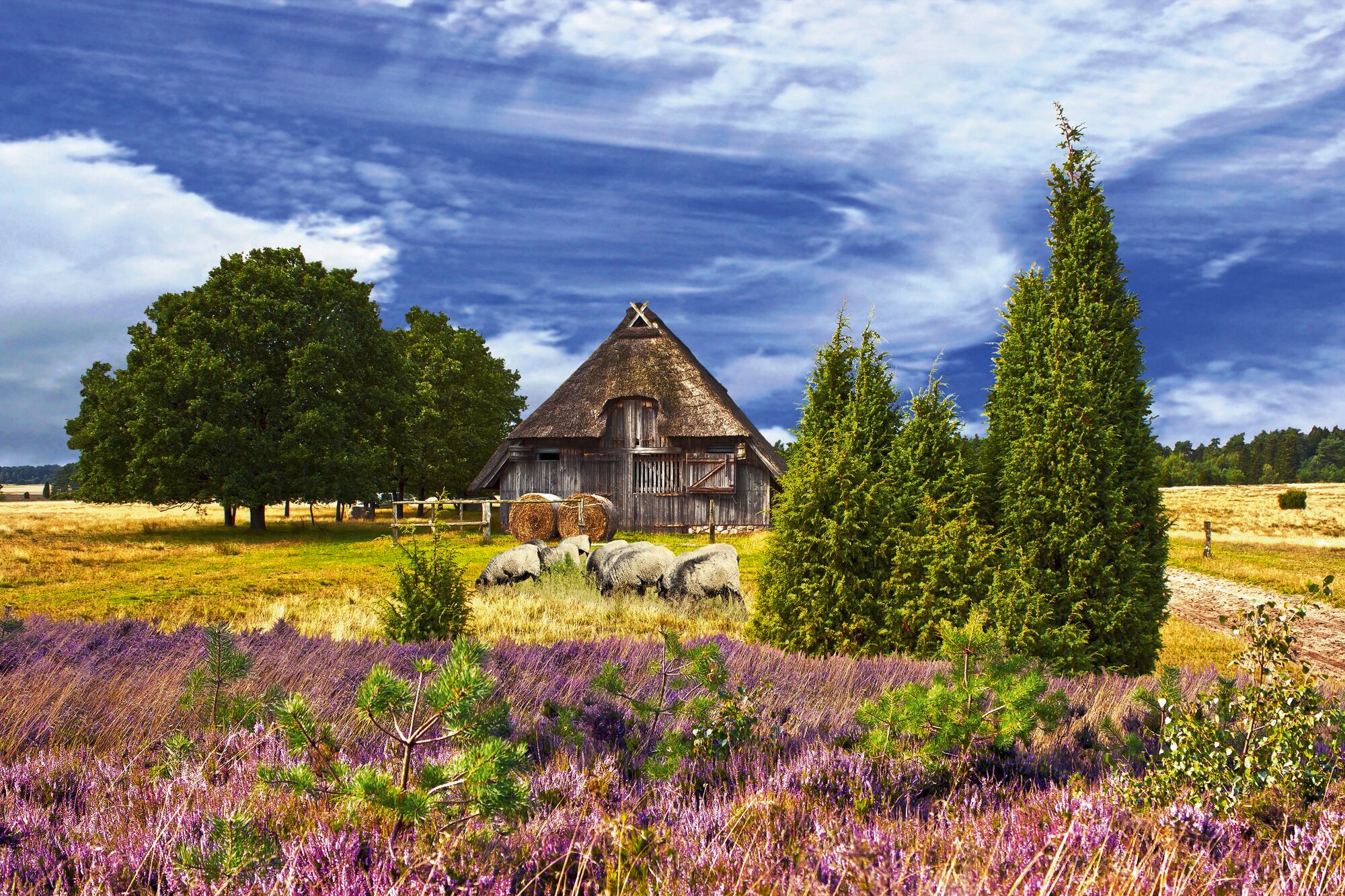 Lüneburger Heide - Heideblütenfest