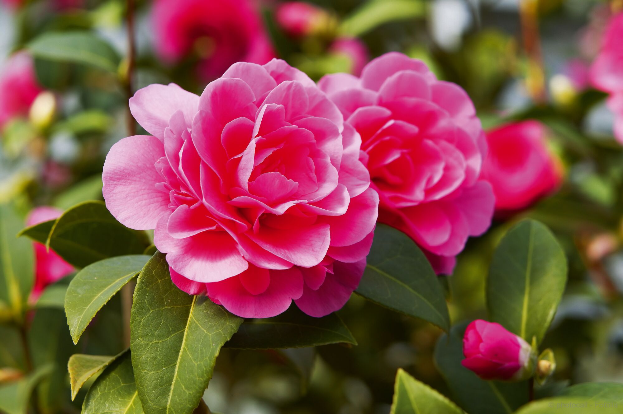 Camellia Blossom at Lake Maggiore