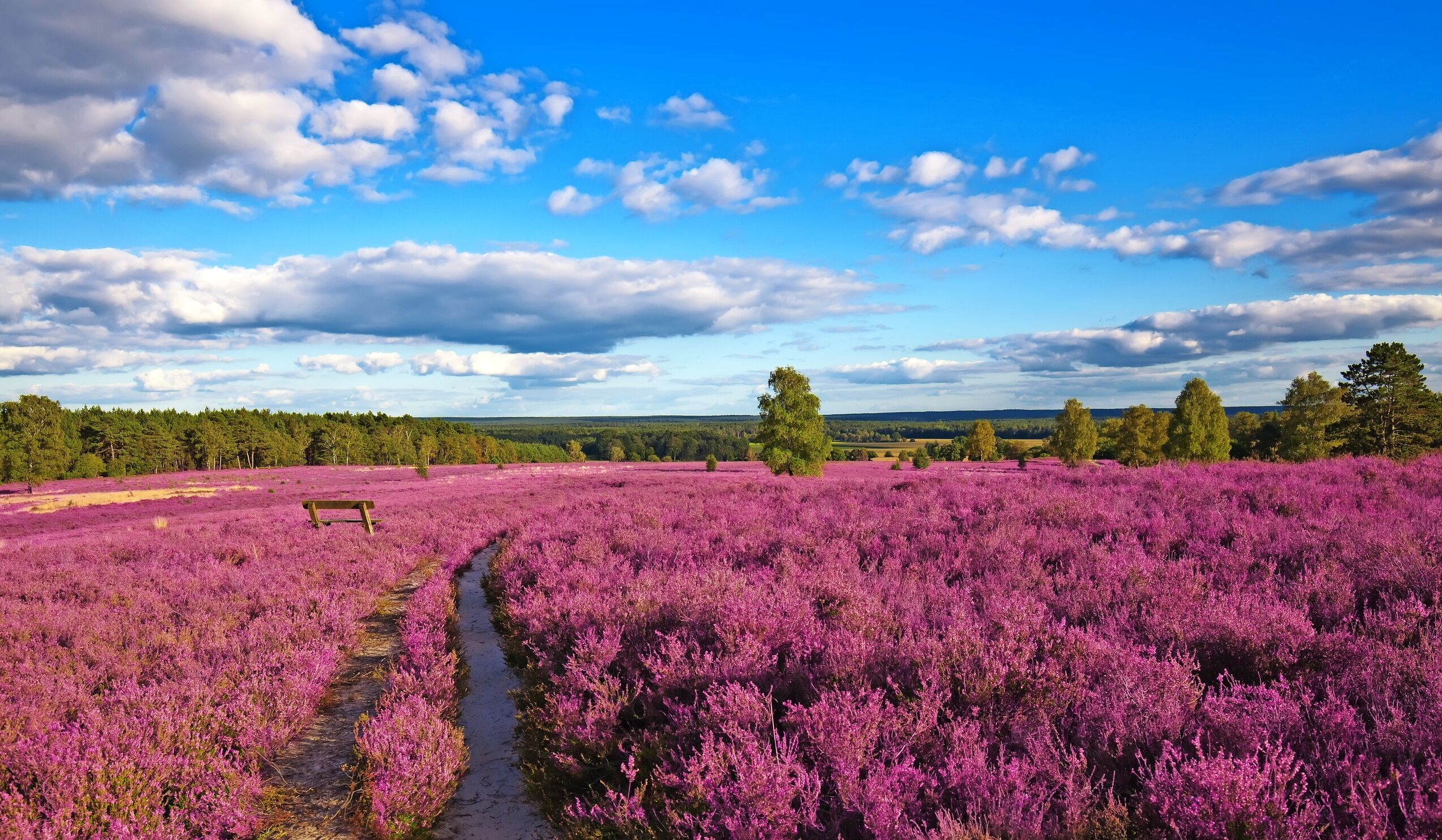 Lüneburger Heide - Heideblütenfest