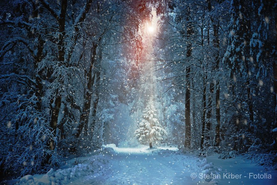 Waldweihnacht im Bayerischen Wald